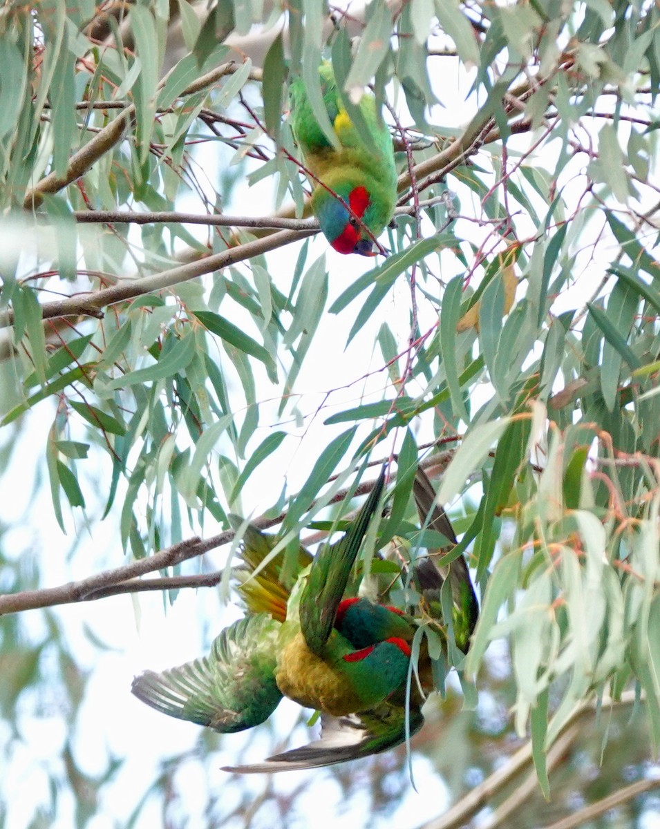 Musk Lorikeet - ML626160388