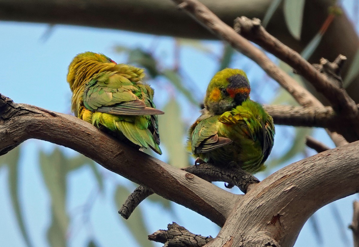 Purple-crowned Lorikeet - ML626160397