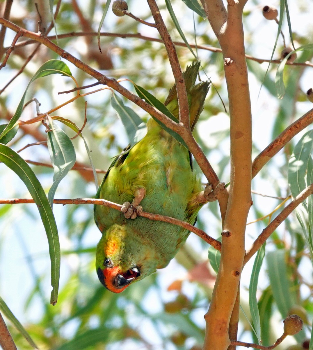 Purple-crowned Lorikeet - ML626160398