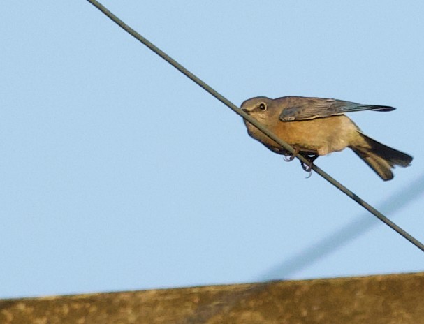 bluebird sp. - ML626160528