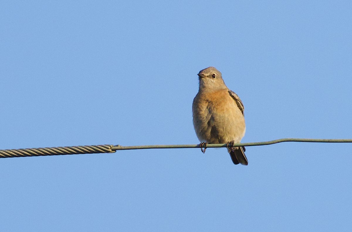 bluebird sp. - ML626160529