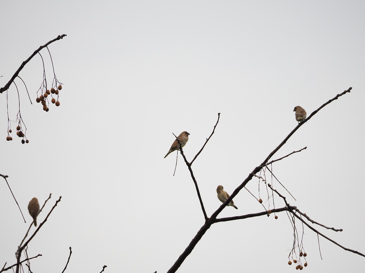 Munia pettosquamato - ML626160604