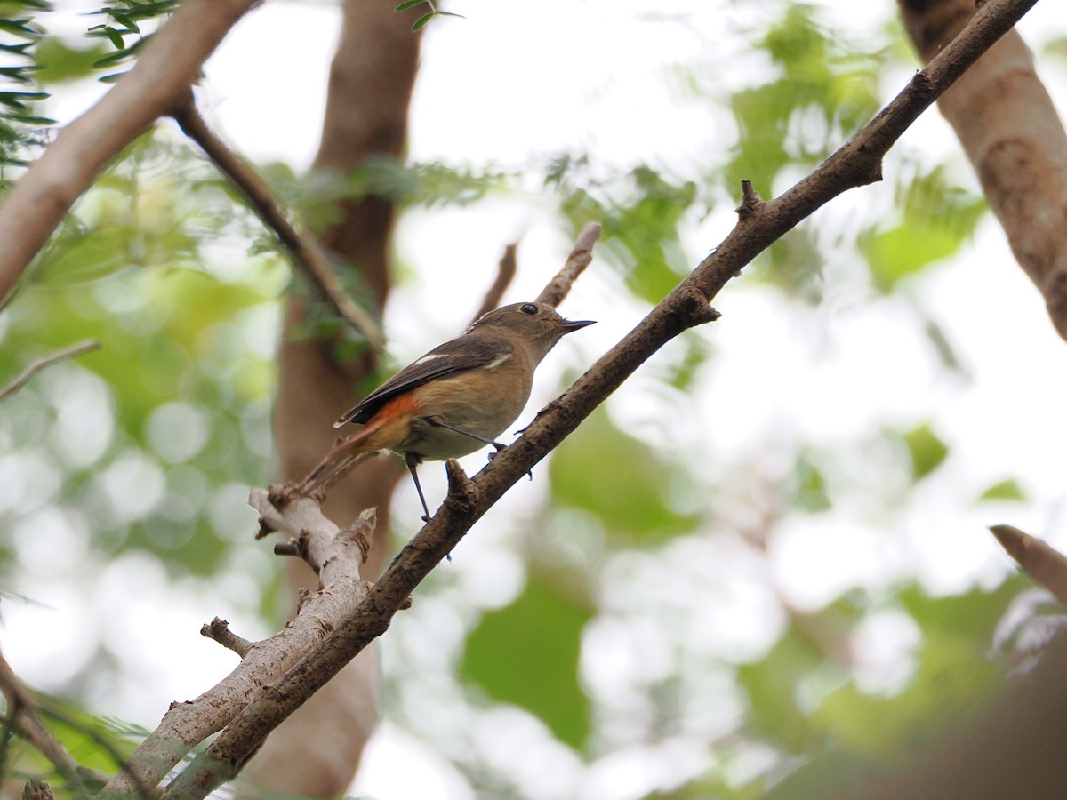 Daurian Redstart - ML626160607