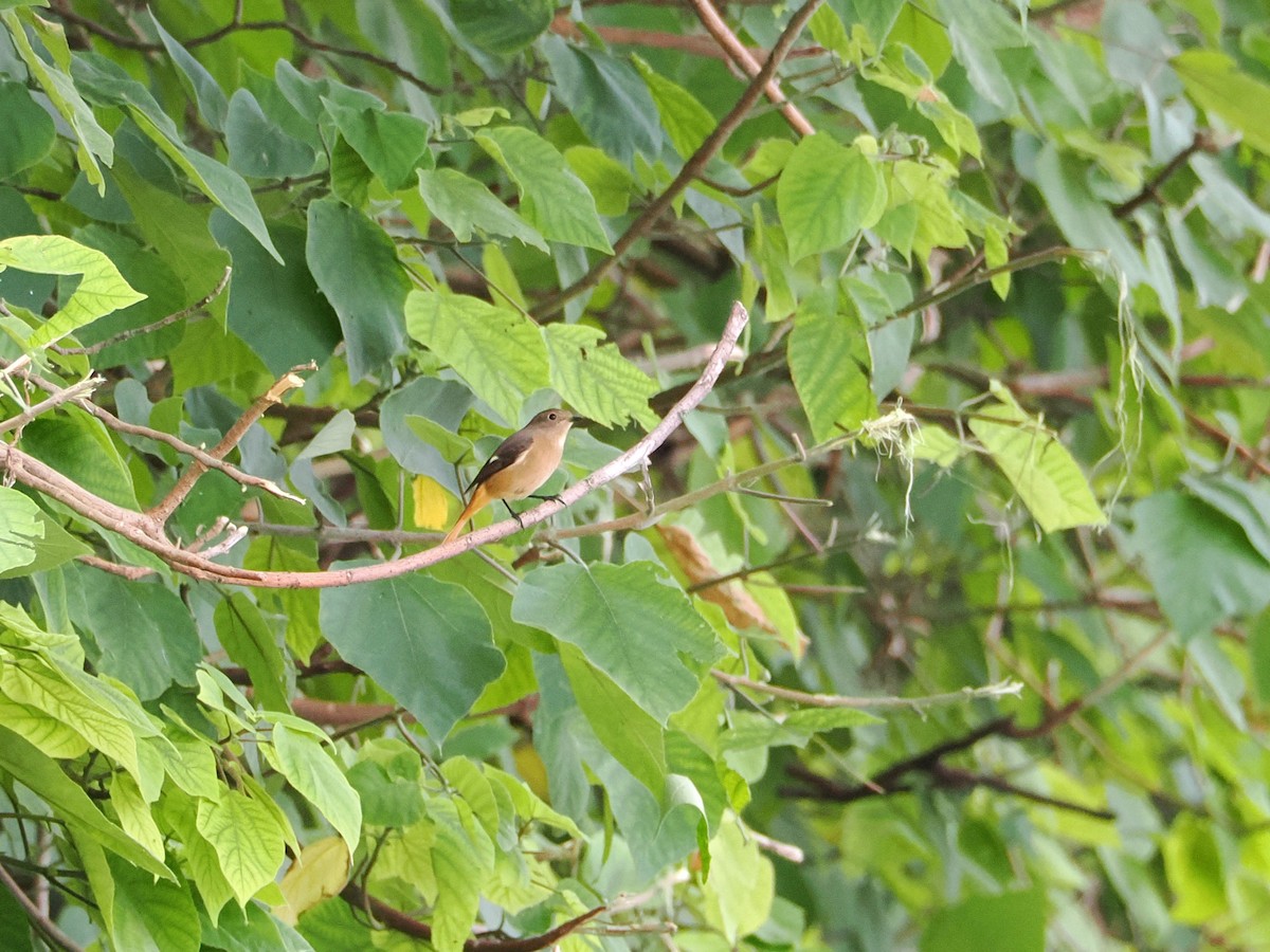 Daurian Redstart - ML626160608