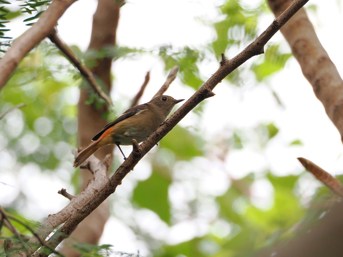 Daurian Redstart - ML626160609