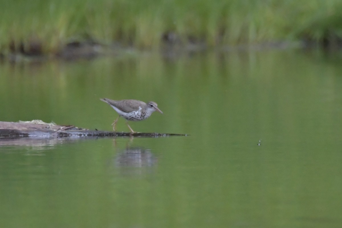 Spotted Sandpiper - ML626160627