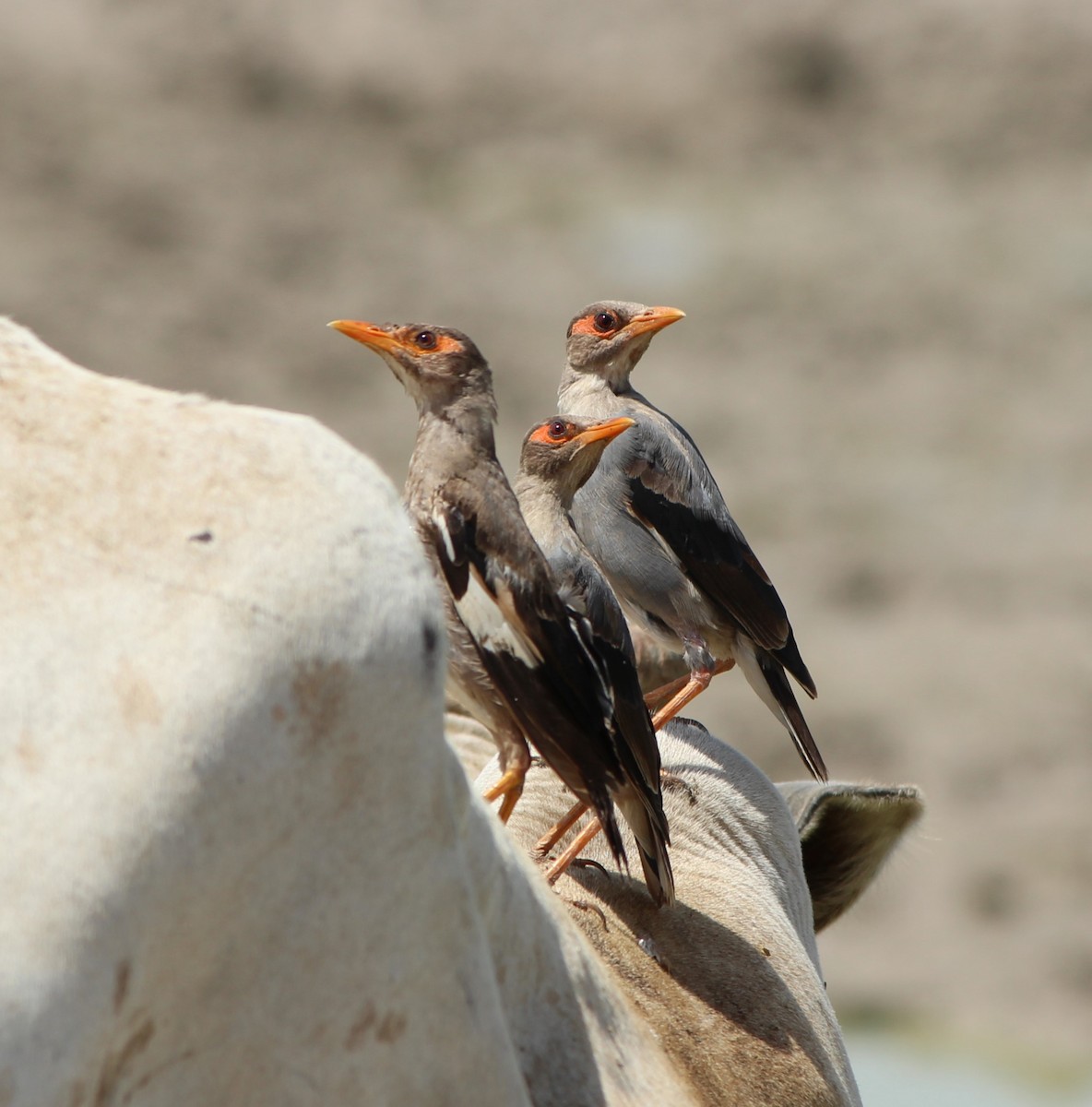 Bank Myna - ML626160692