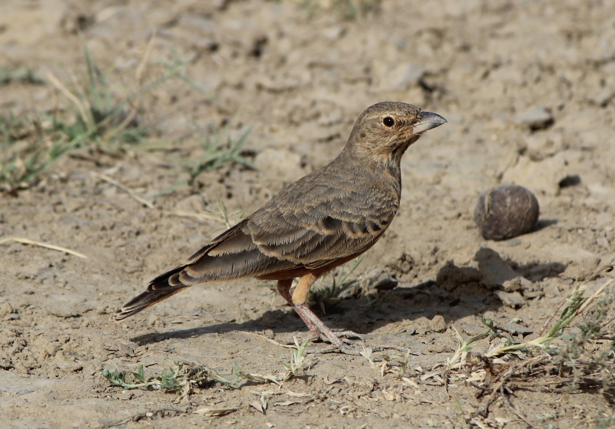 Rufous-tailed Lark - ML626160718