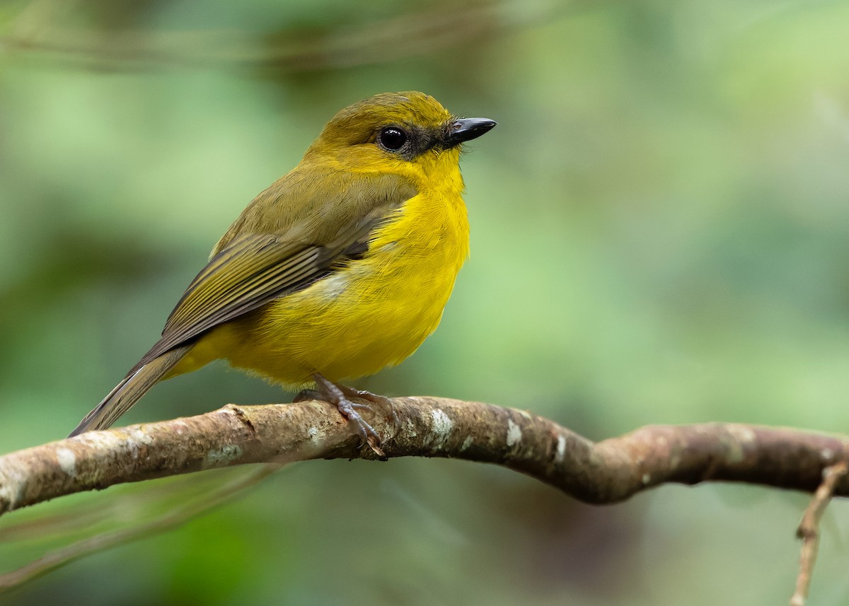 Bornean Whistler - ML626160720