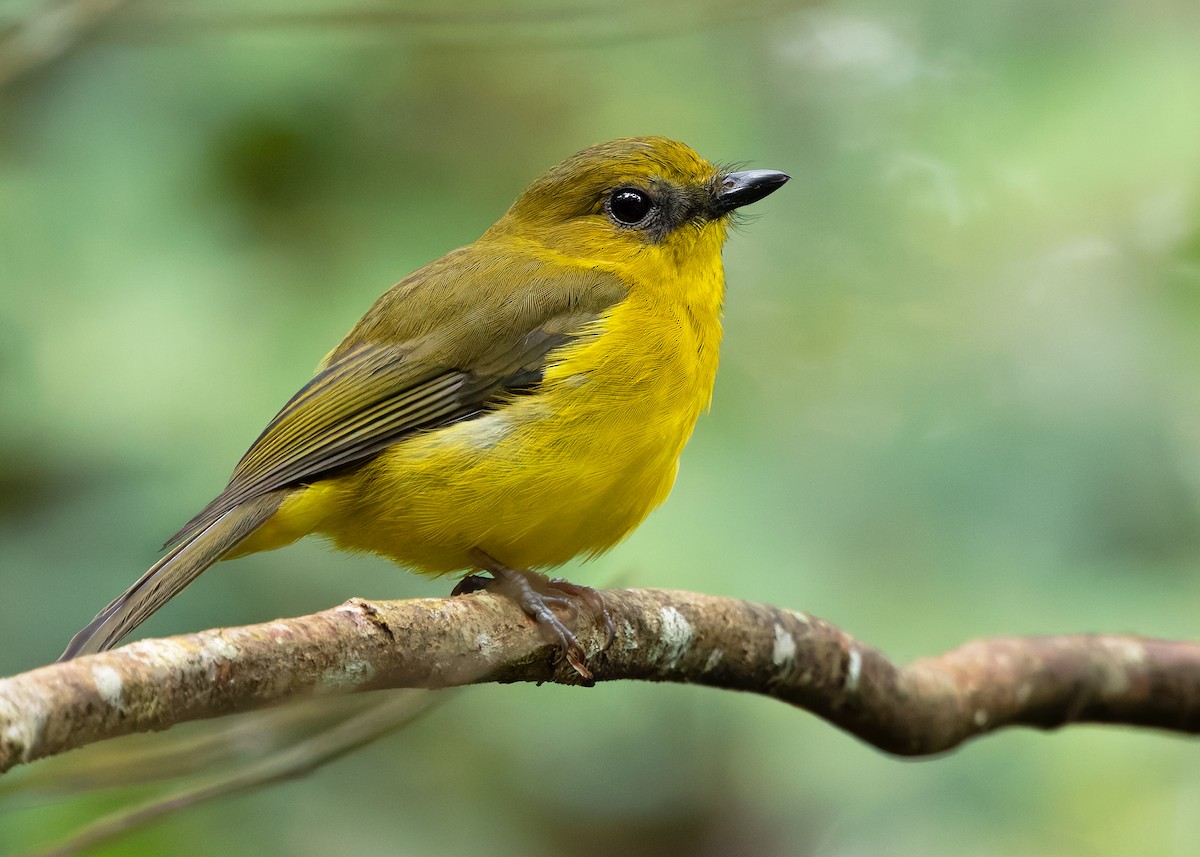 Bornean Whistler - ML626160721