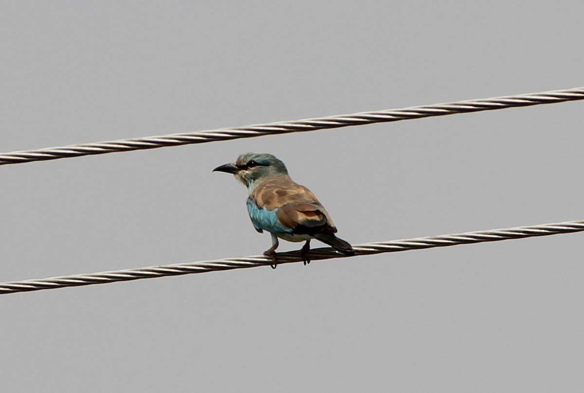 European Roller - ML626160799