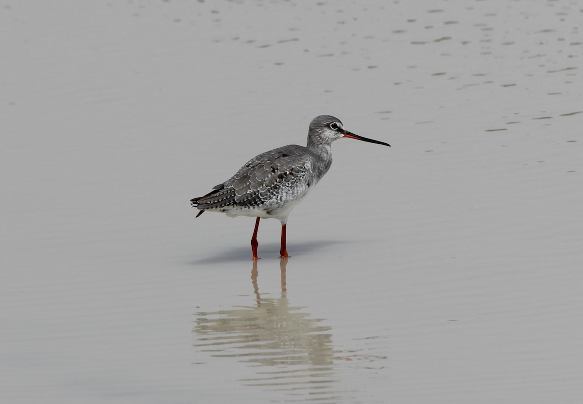 Spotted Redshank - ML626160800
