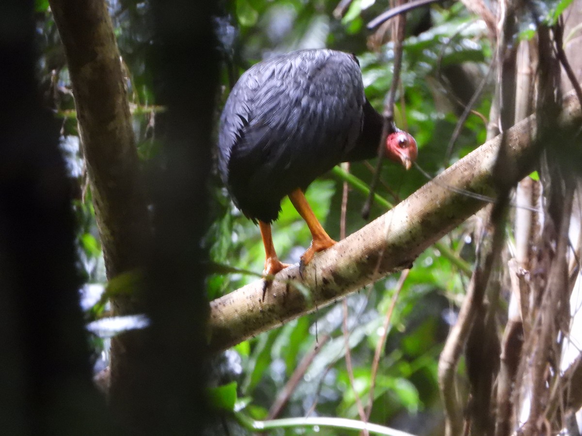 Vanuatu Megapode - ML626160849