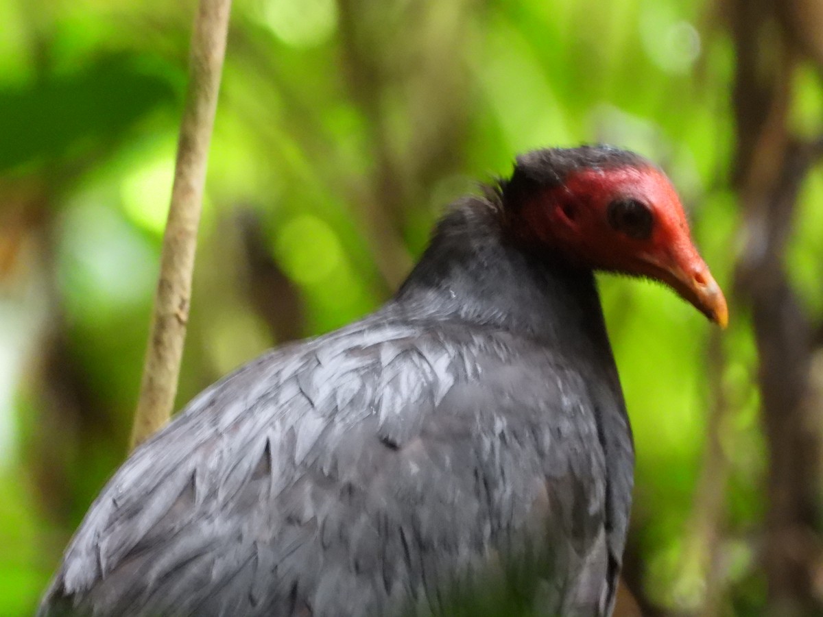 Vanuatu Megapode - ML626160858