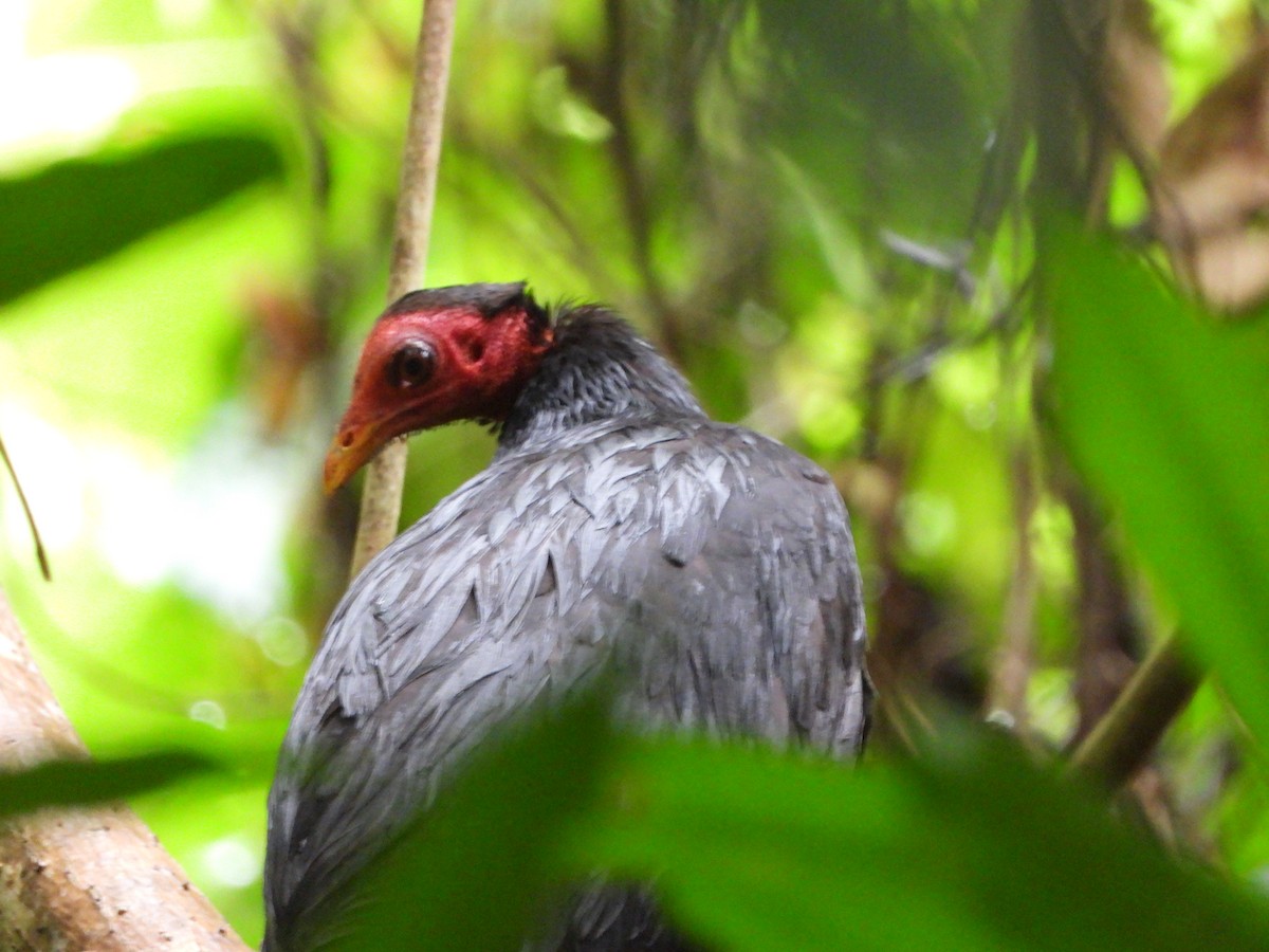 Vanuatu Megapode - ML626160872