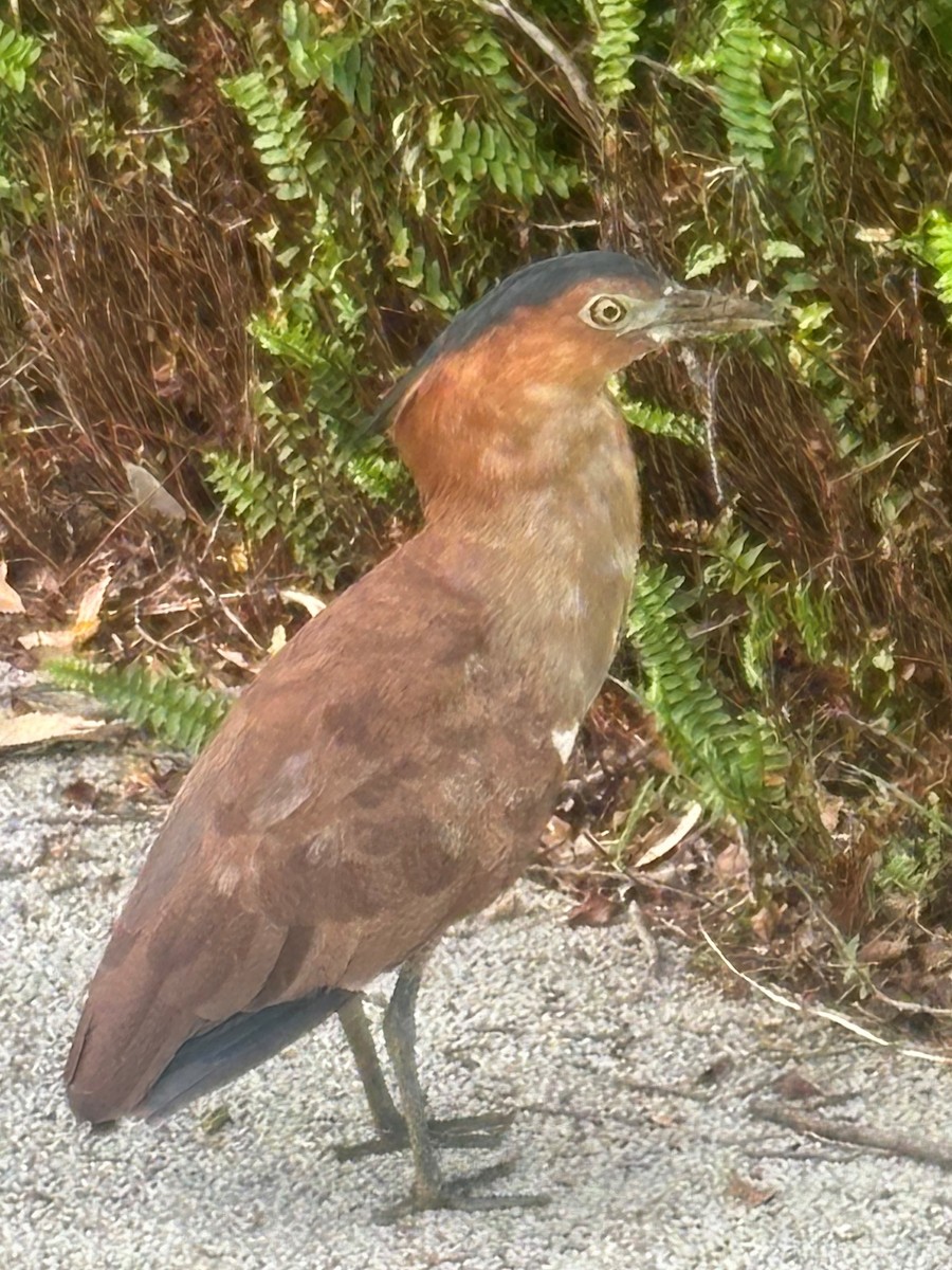 Malayan Night Heron - ML626160876