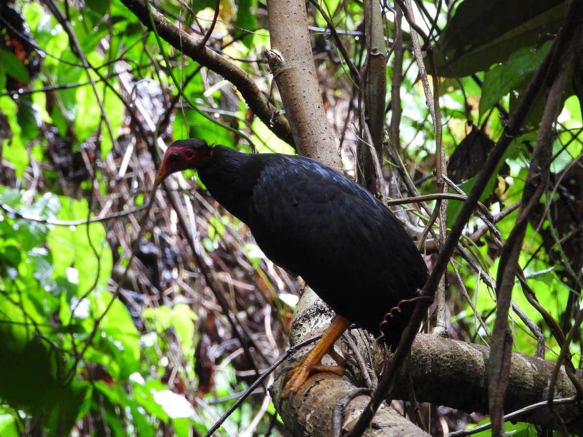 Vanuatu Megapode - ML626160879