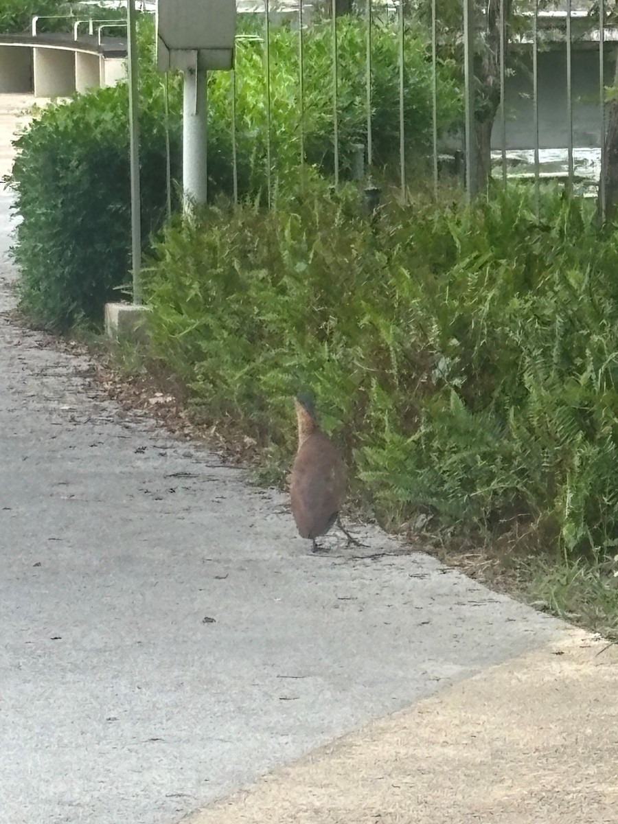 Malayan Night Heron - ML626160888