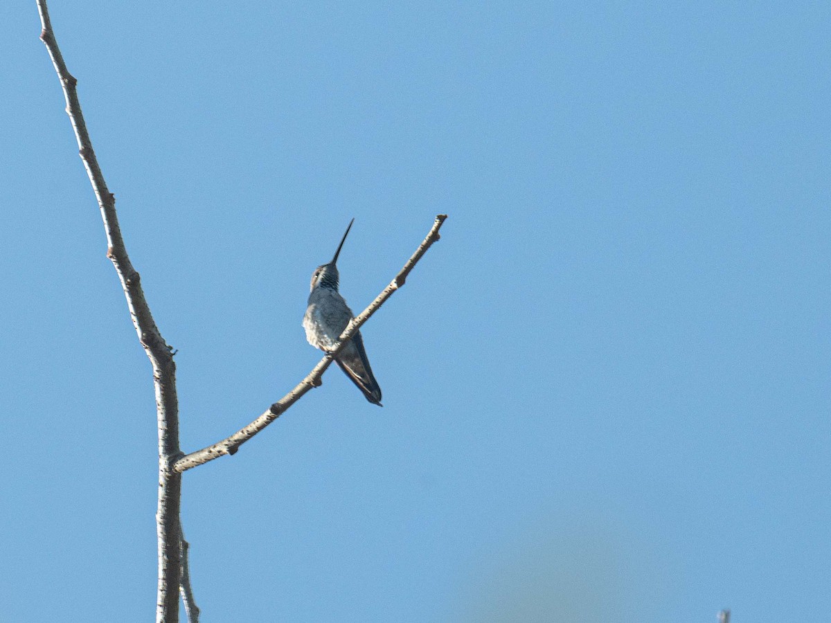 Plain-capped Starthroat - ML626161216