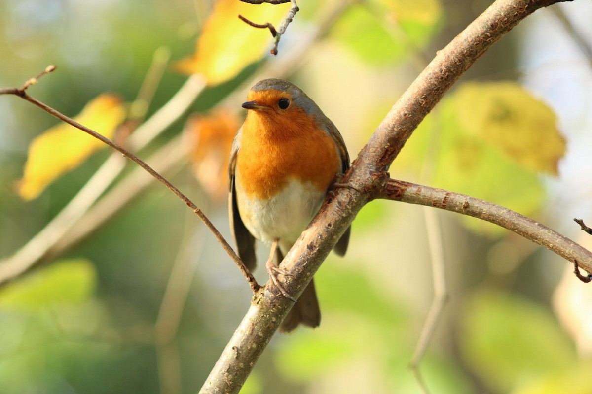 European Robin - ML626161258
