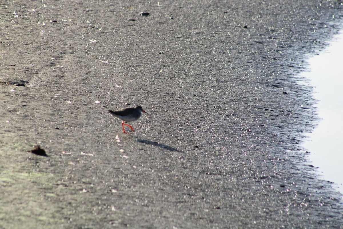 Common Redshank - ML626161271