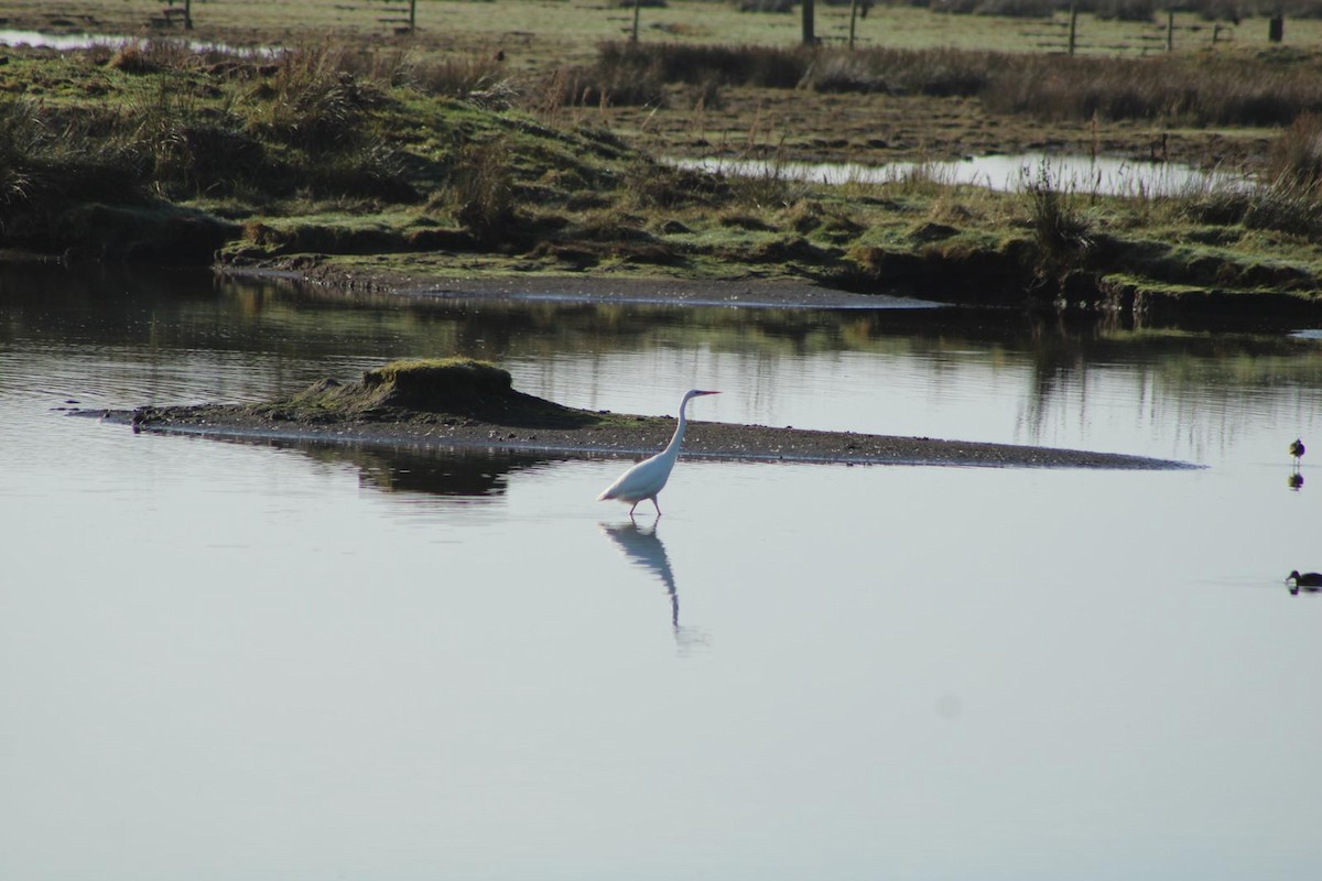 Great Egret - ML626161276