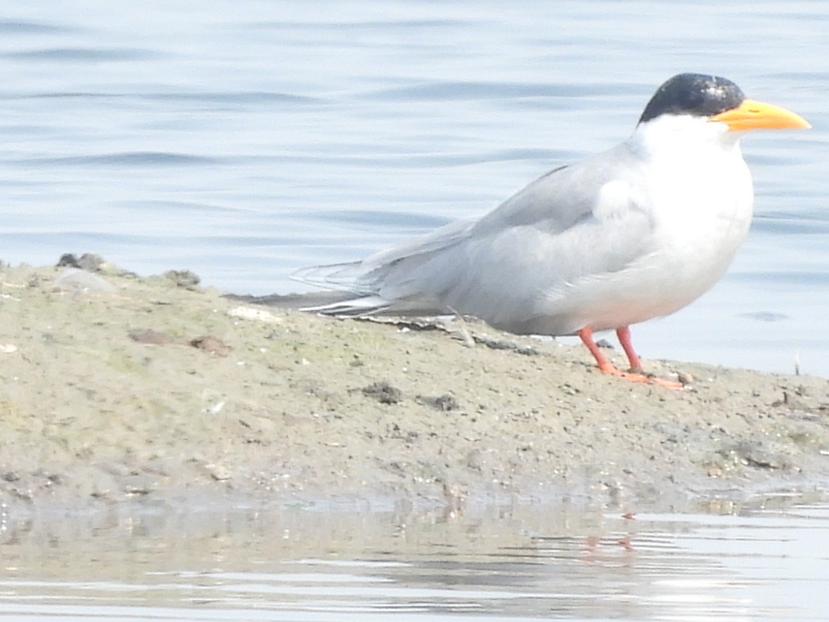 River Tern - ML626161409