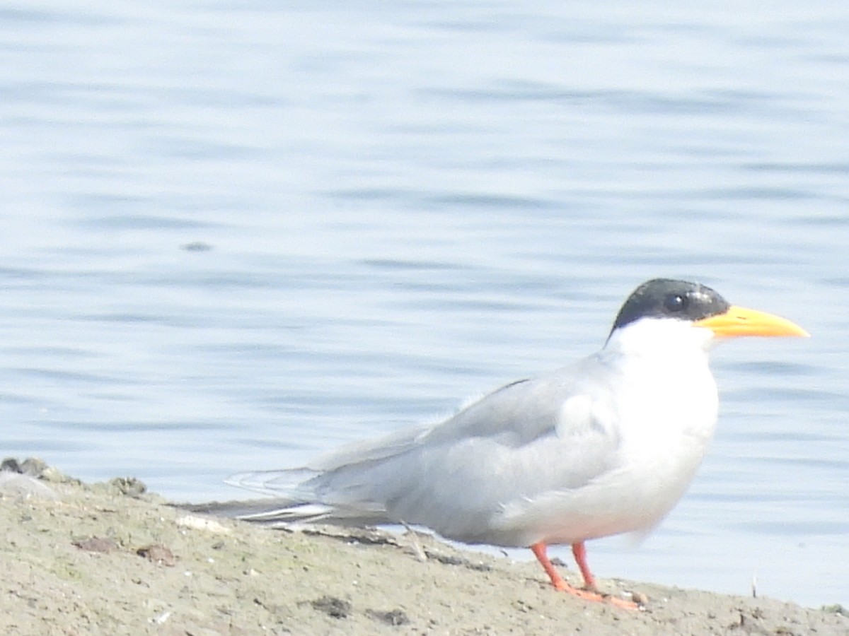 River Tern - ML626161410