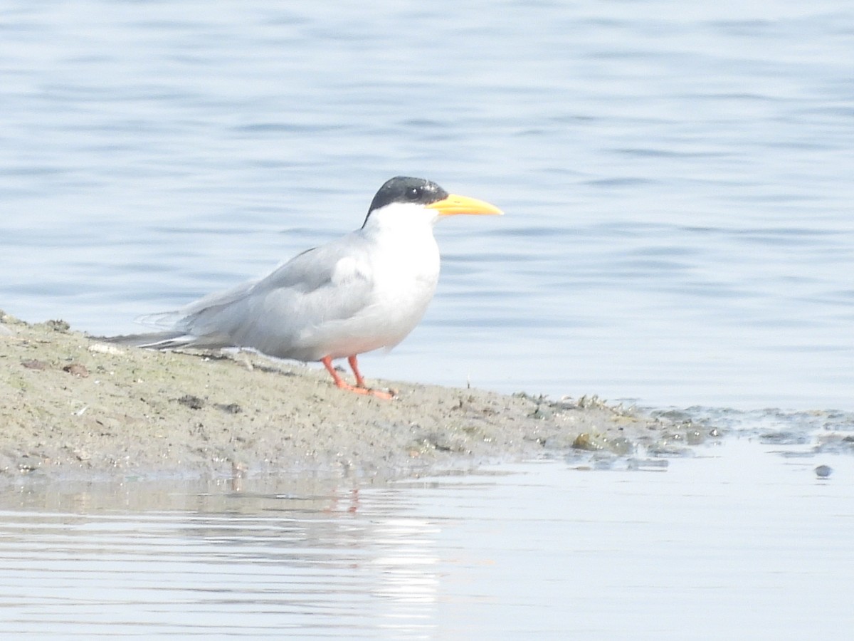 River Tern - ML626161411