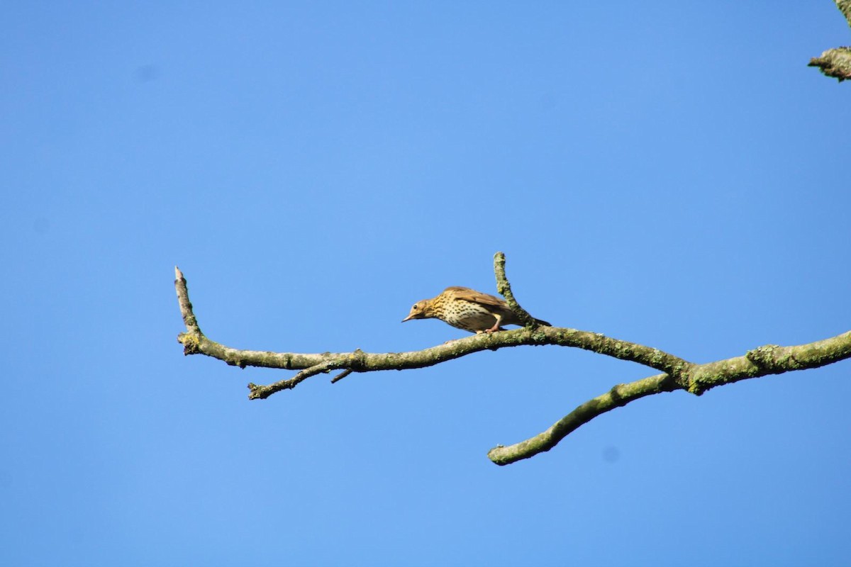 Song Thrush - ML626161489