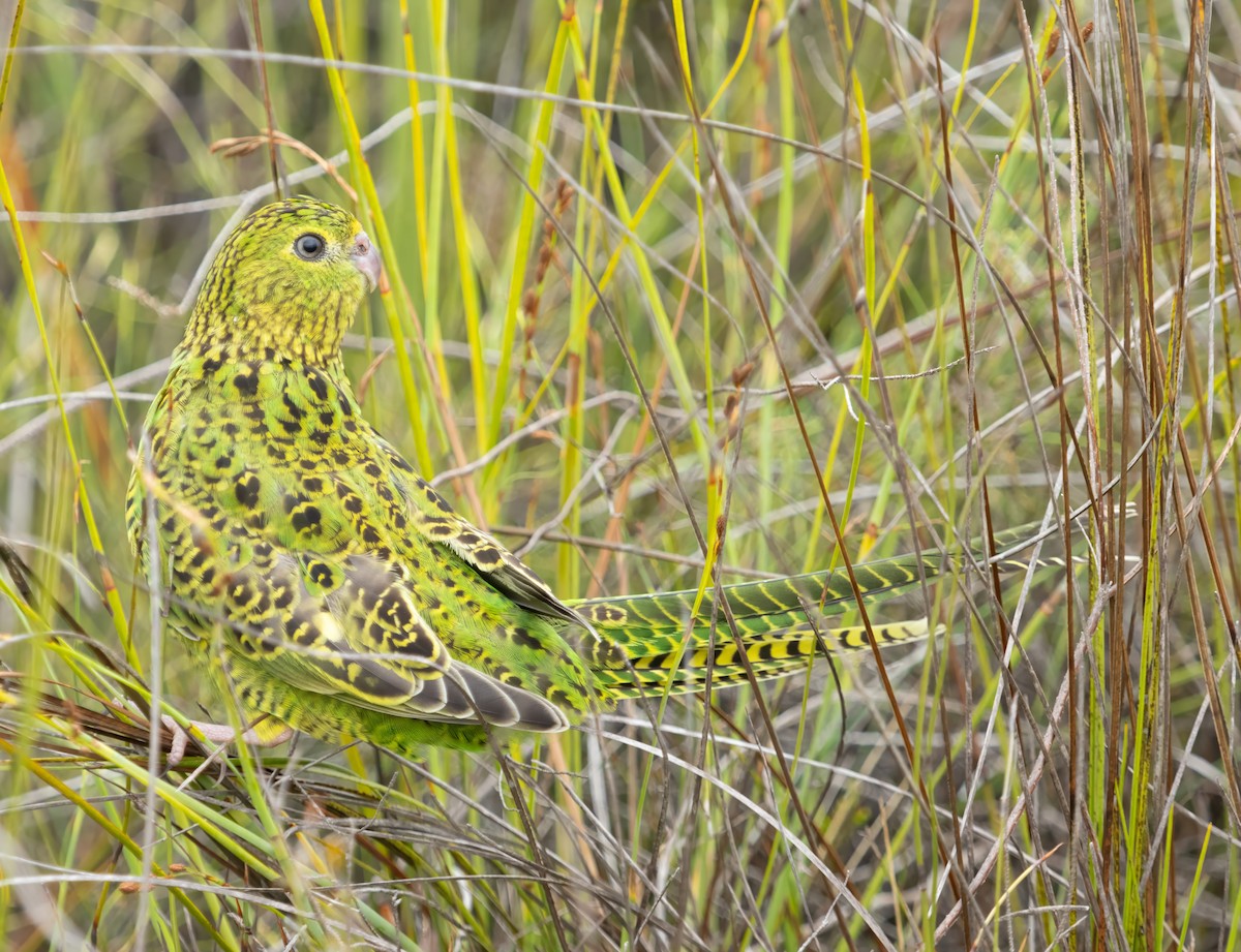 Ground Parrot - ML626161554