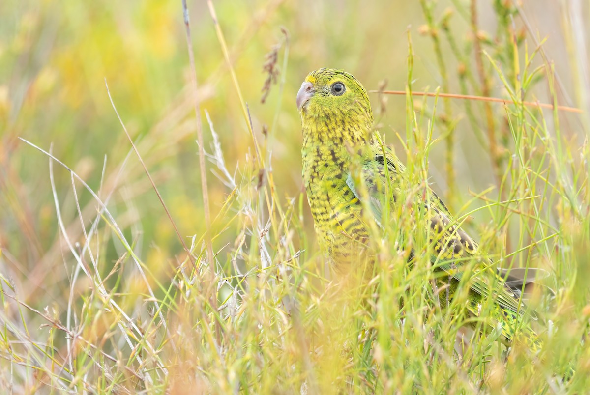 Ground Parrot - ML626161555