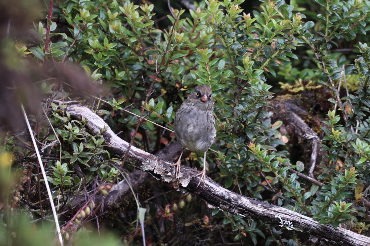 Volcano Junco - ML626161574