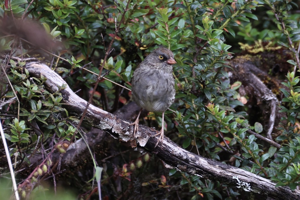 Volcano Junco - ML626161576