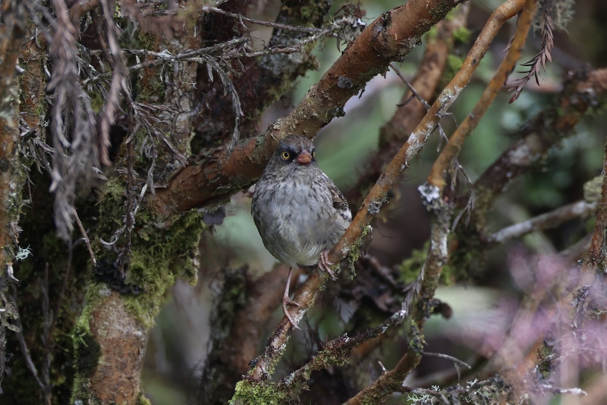 Volcano Junco - ML626161577