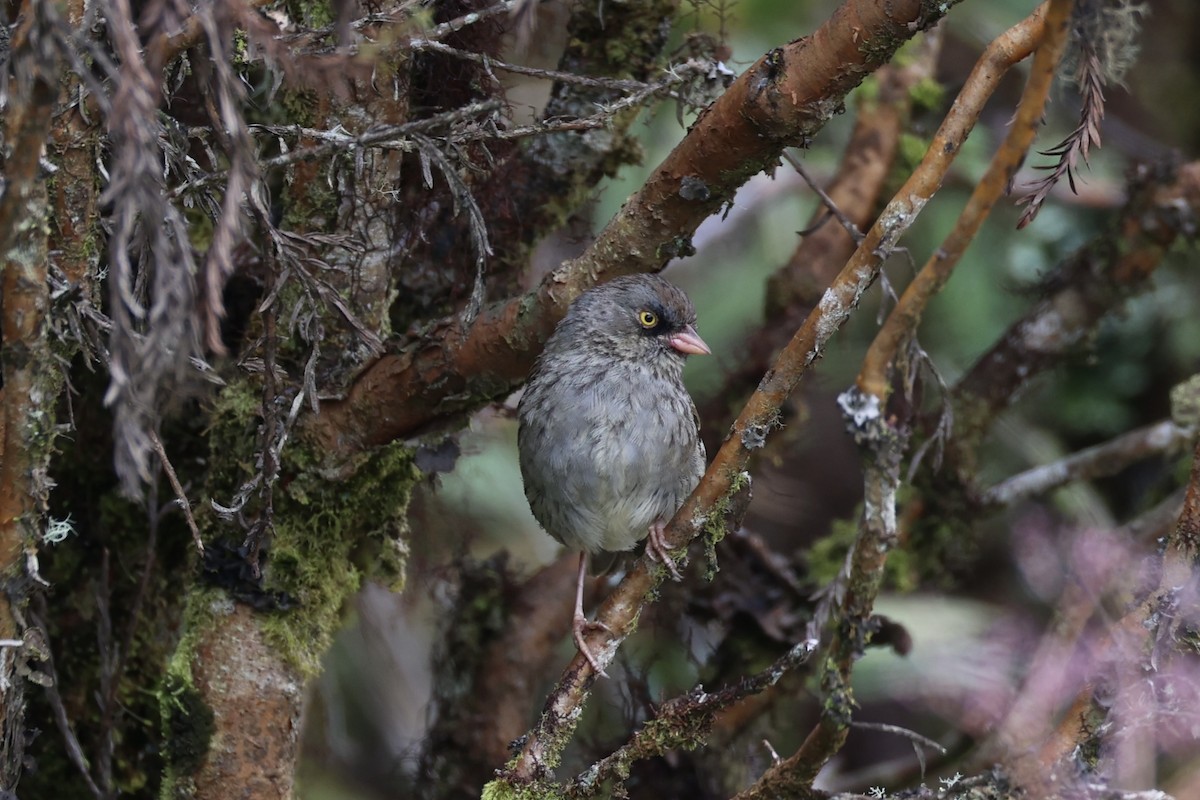 Volcano Junco - ML626161578