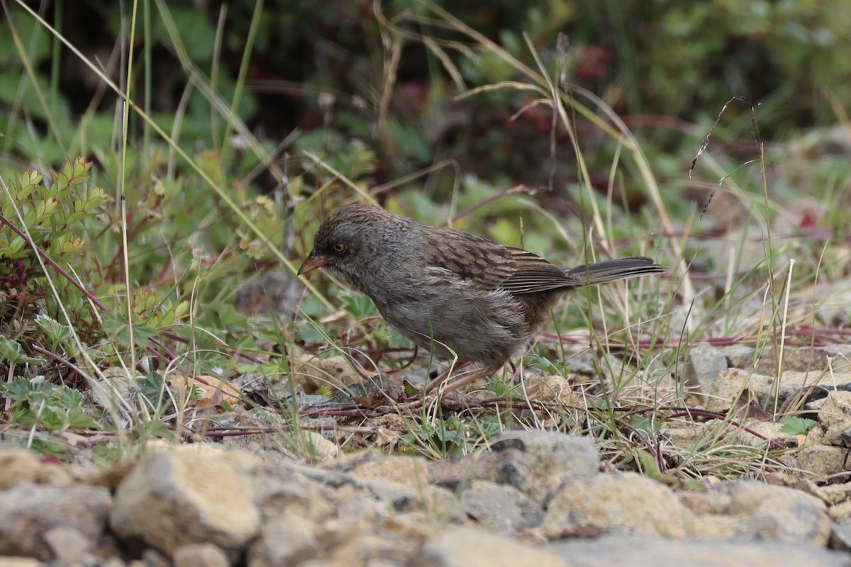 Volcano Junco - ML626161582