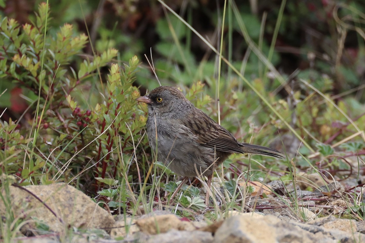 Volcano Junco - ML626161583