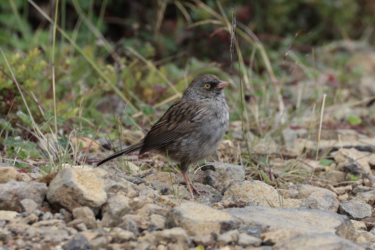 Volcano Junco - ML626161584