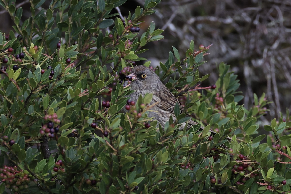 Volcano Junco - ML626161585