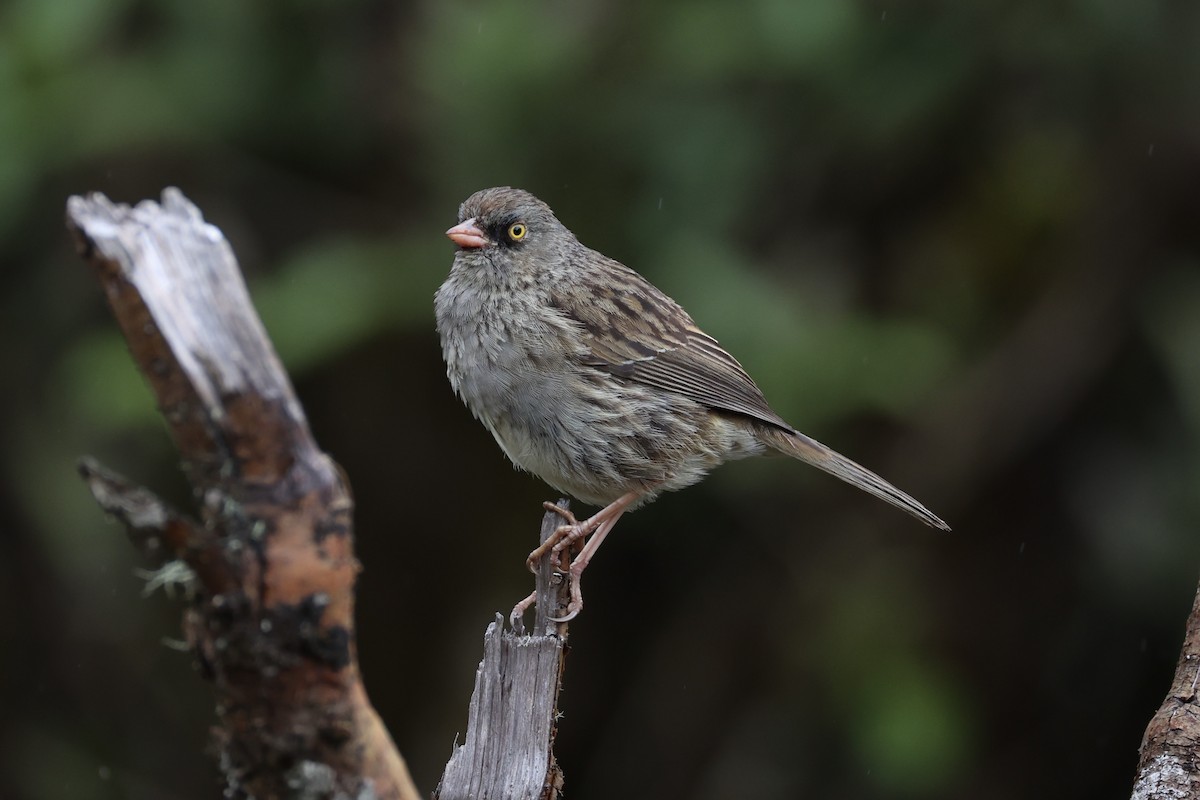 Volcano Junco - ML626161586