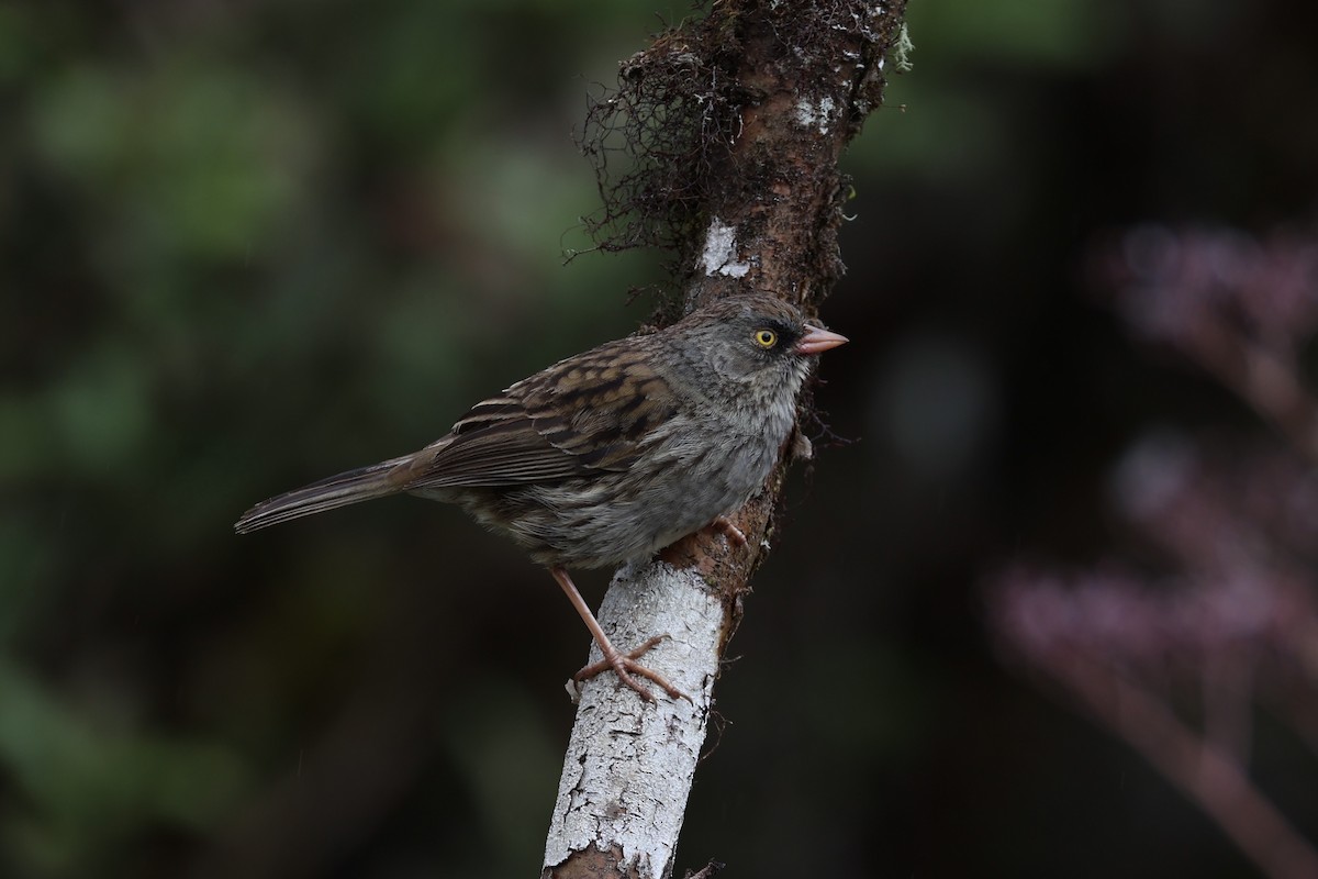 Volcano Junco - ML626161587