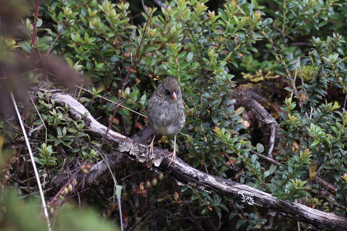 Volcano Junco - ML626161588