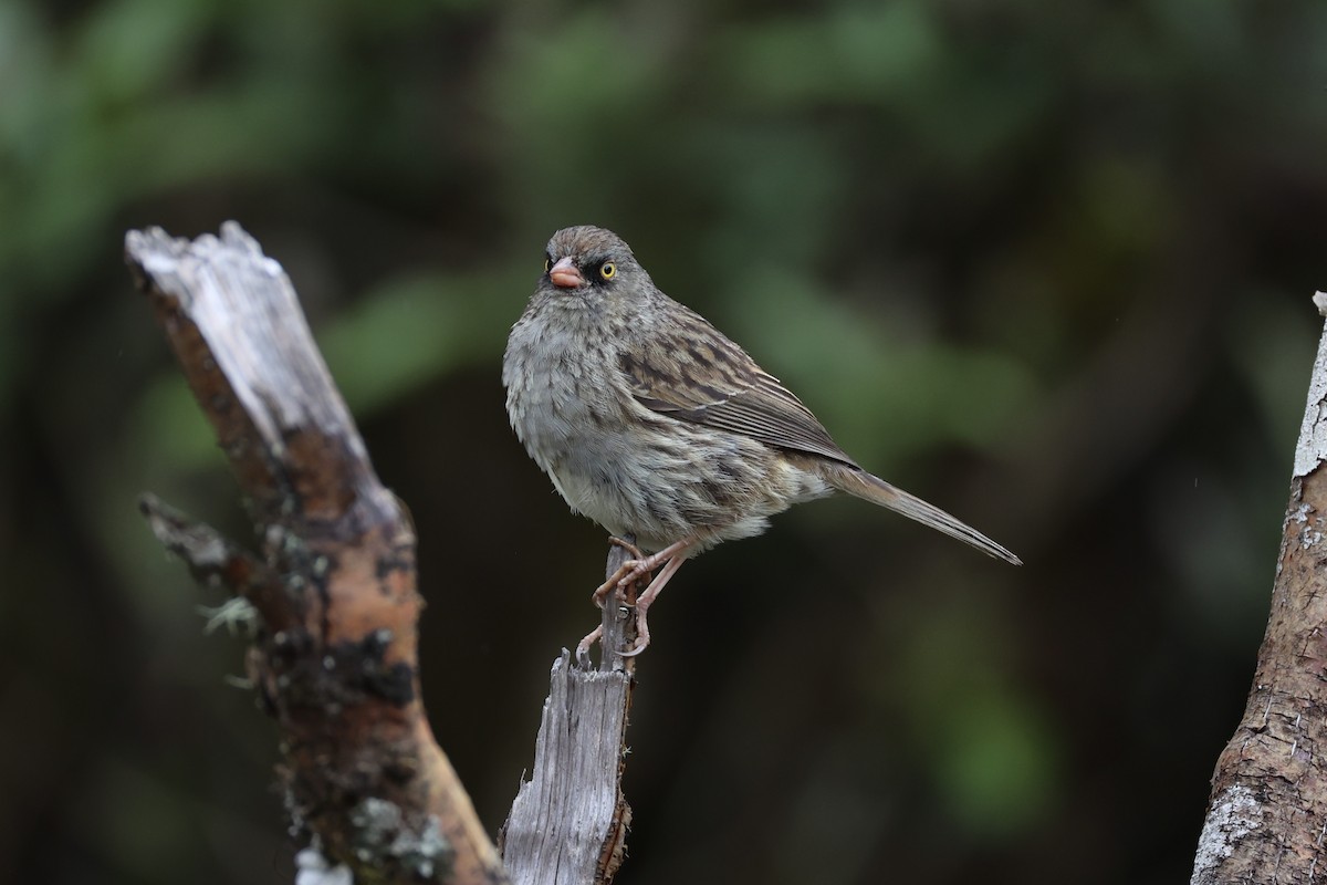 Volcano Junco - ML626161589