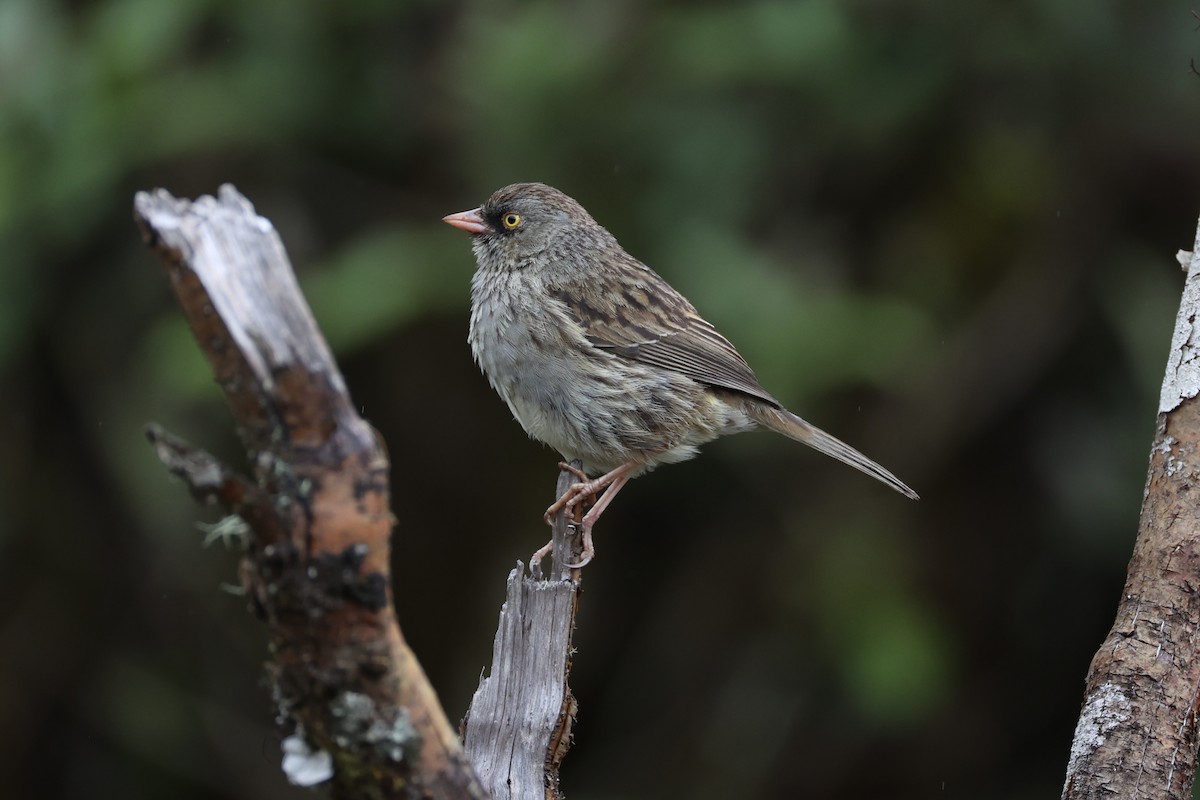 Volcano Junco - ML626161590