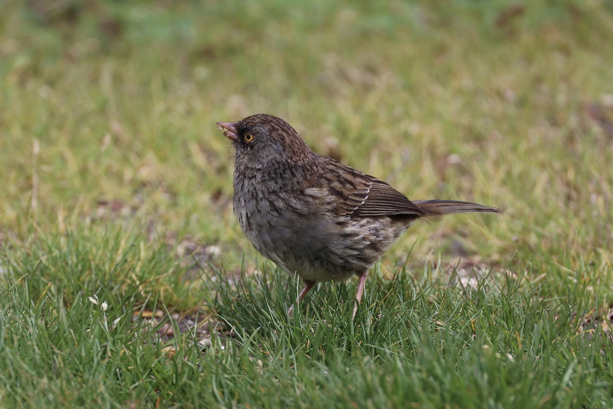 Volcano Junco - ML626161591