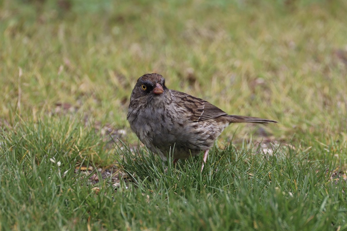 Volcano Junco - ML626161592