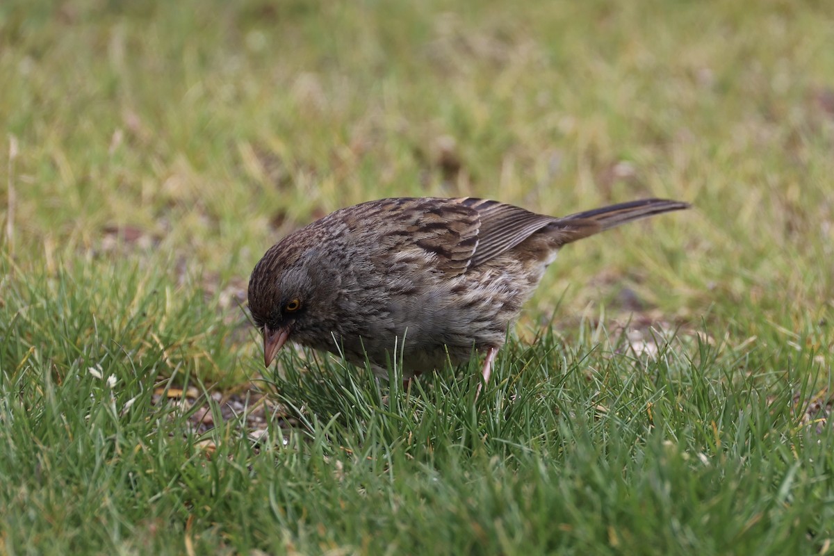 Volcano Junco - ML626161593