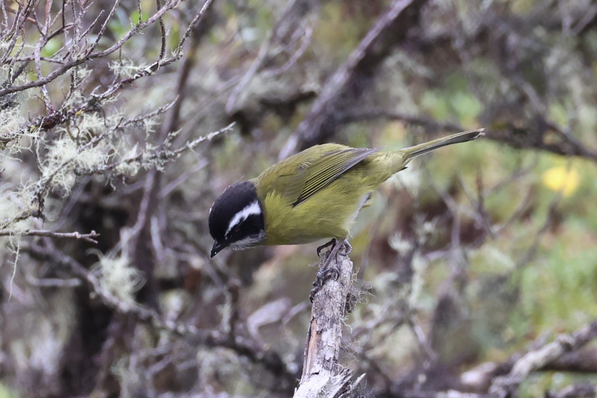 Sooty-capped Chlorospingus - ML626161602