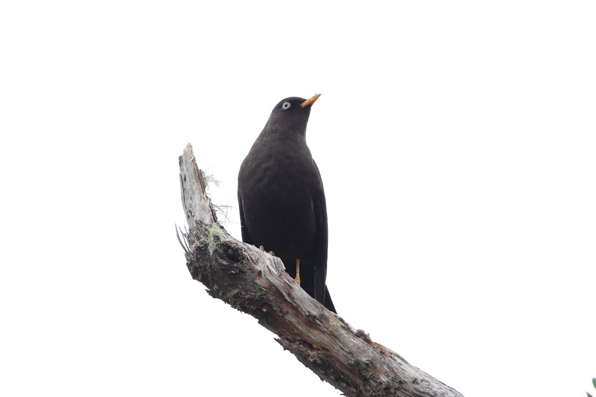 Sooty Thrush - ML626161603